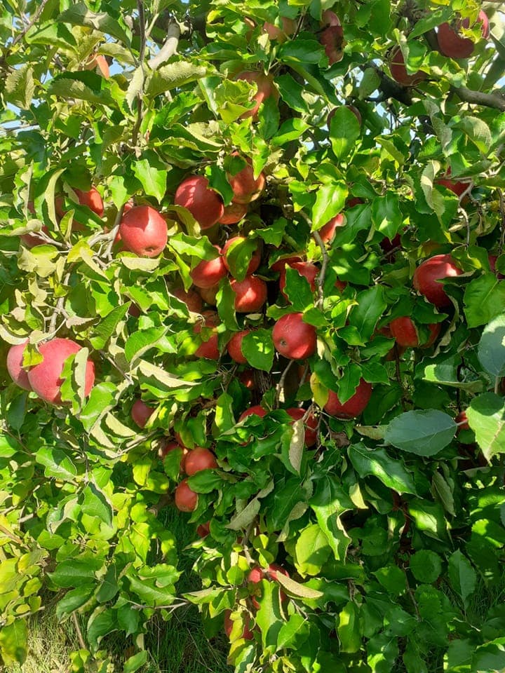 Verse zelfgeteelde appels aan de boom in de boomgaard