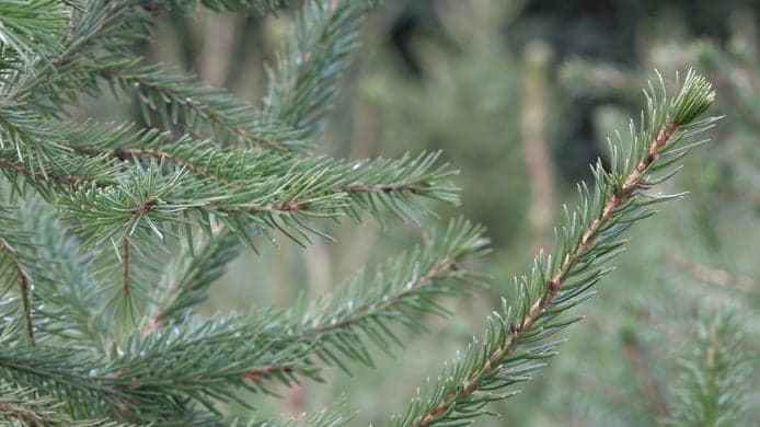 Verse Nordmann kerstbomen voor de hoeve