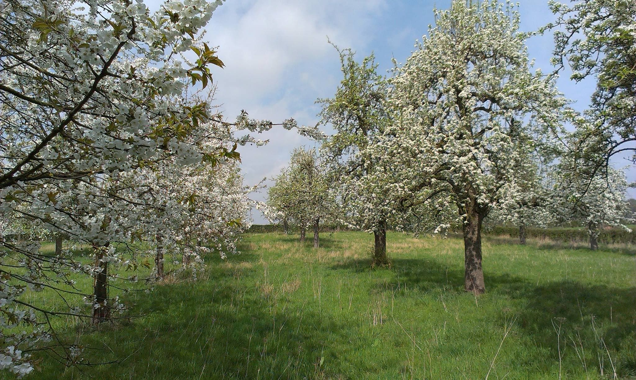 Boomgaard van 't Breusjterhöfke in Eijsden in bloei