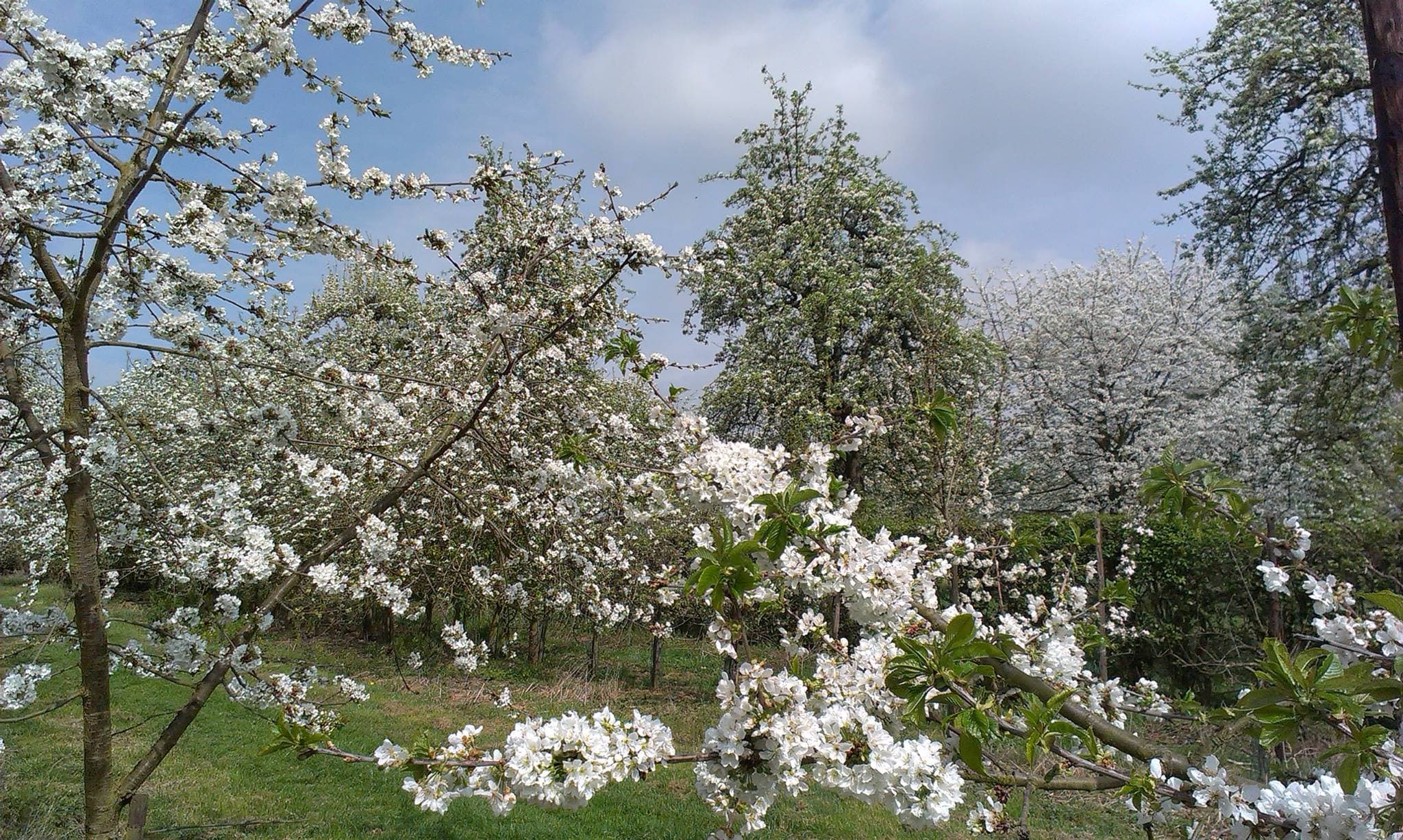 Zonnebloemen op het land bij de hoeve